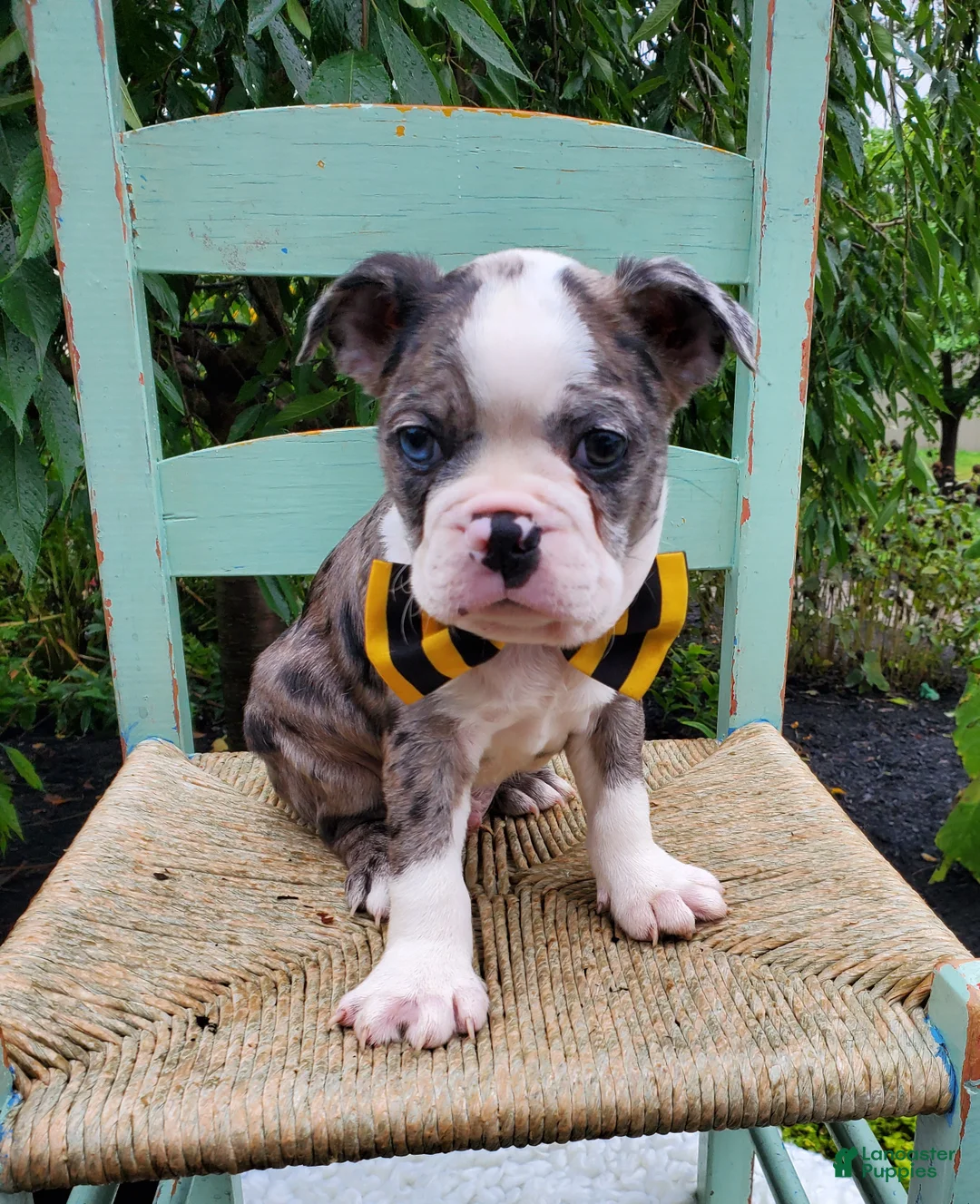 Boston Terrier dogs for sale: Henry - Ad 5