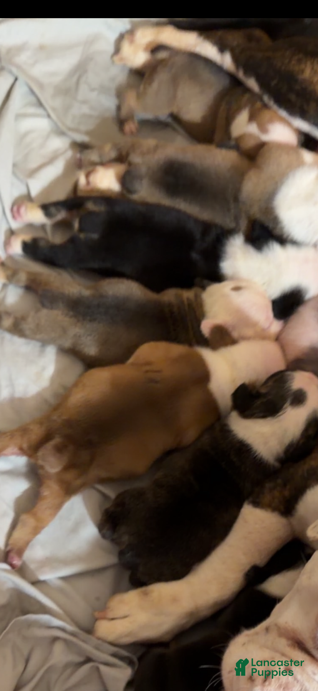 Olde English Bulldogge dogs for sale: Olde English Bulldogge Puppy 1 - Ad 3