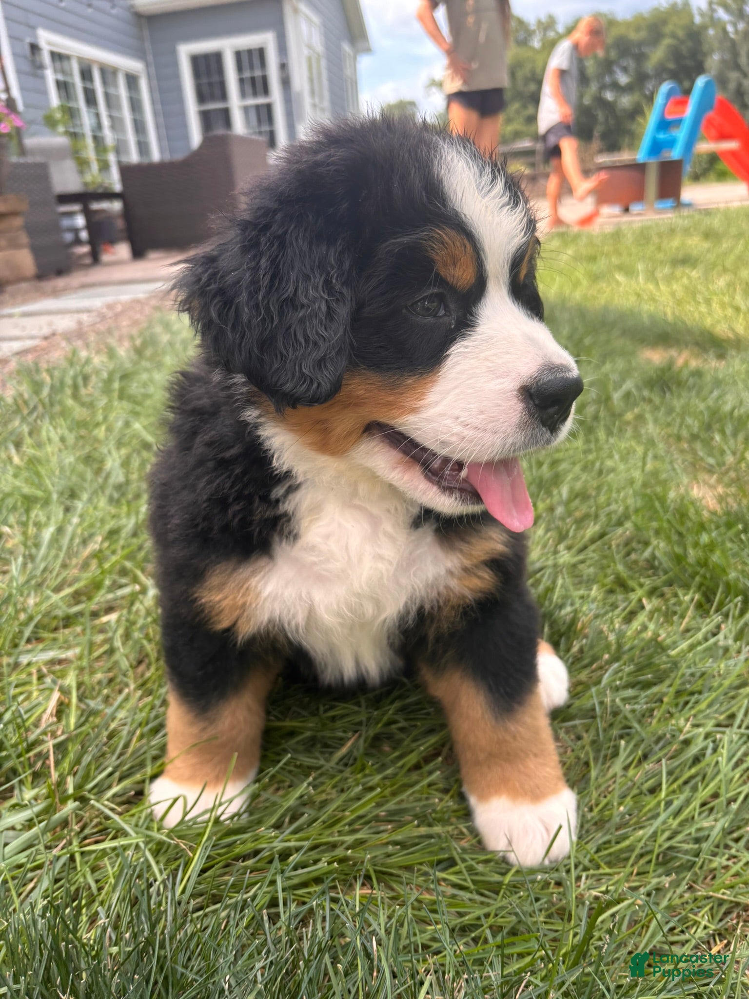 Bernese Mountain Dog dogs for sale: Kipper - Ad 4