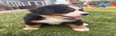Kipper
