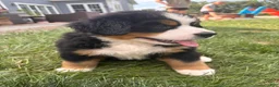 Bernese Mountain Dog dogs for sale: Kipper - Ad 1