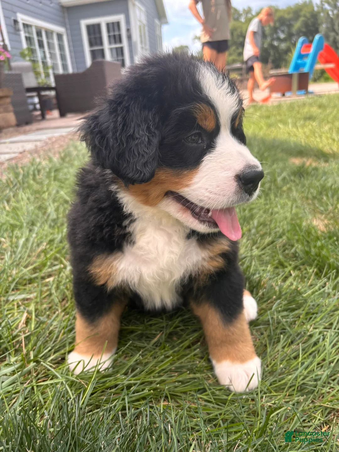 Bernese Mountain Dog dogs for sale: Kipper - Ad 1