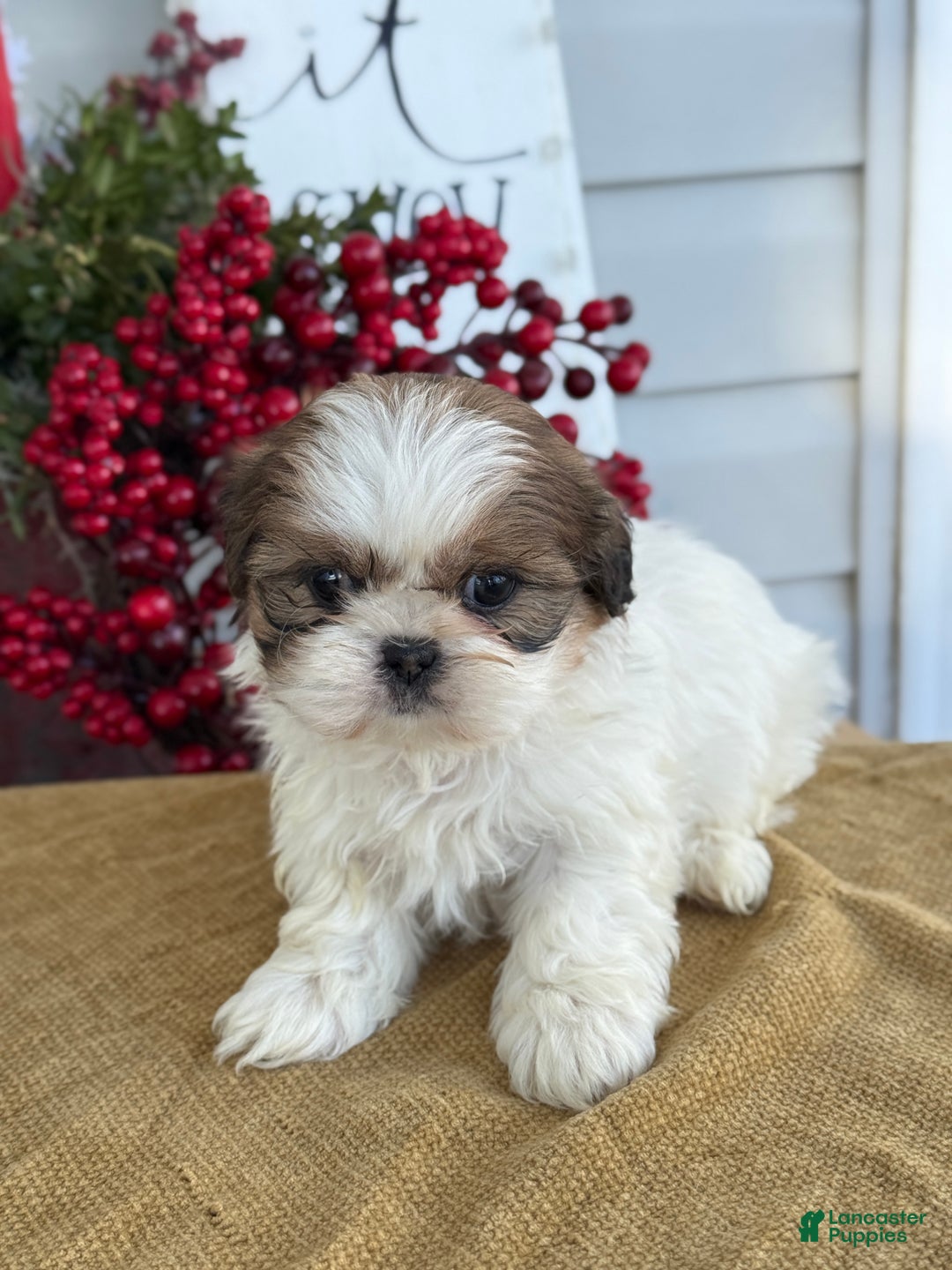 Shih Tzu dogs for sale: Pansy - Ad 9