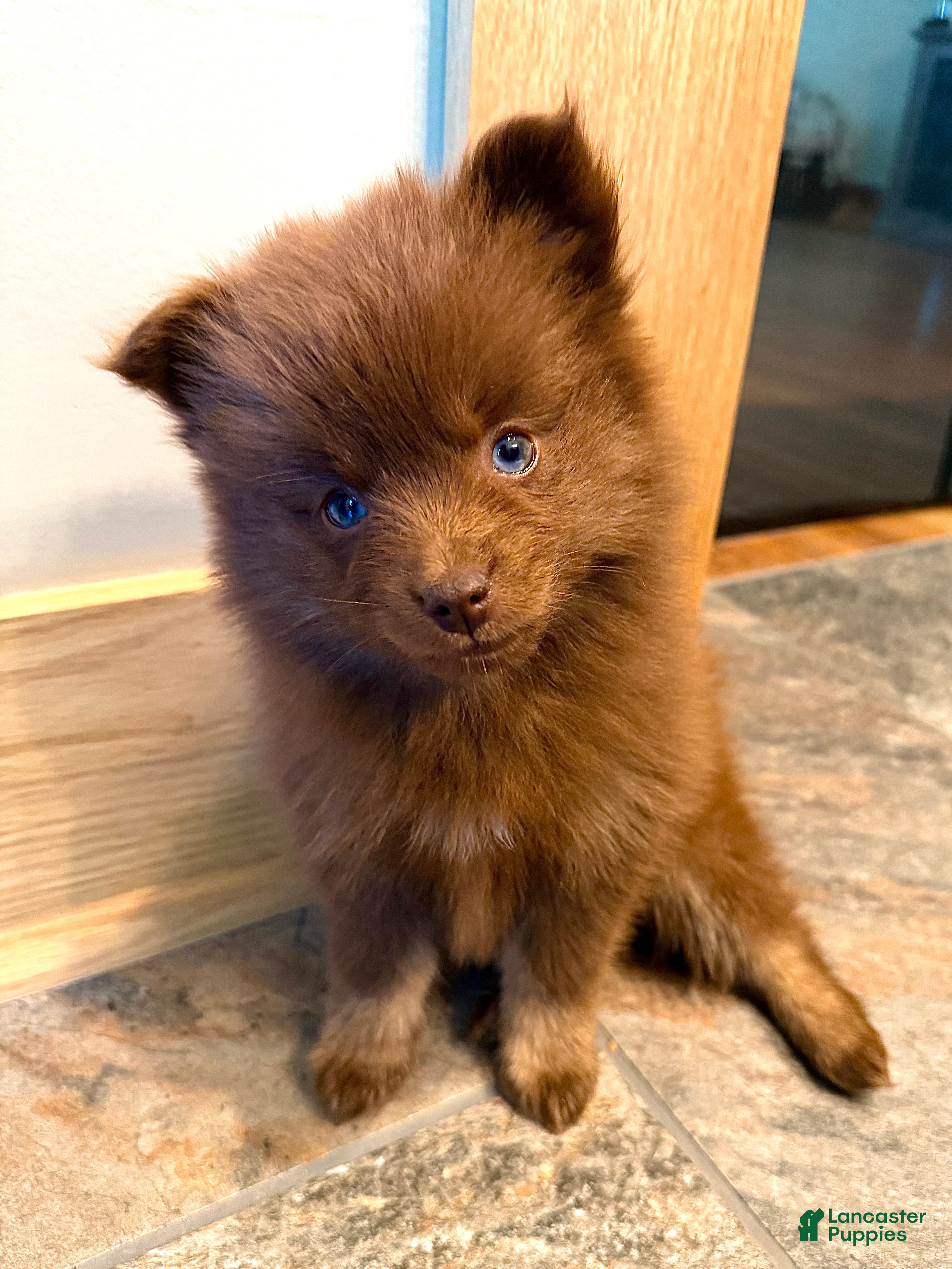 Pomsky dogs Spring - Ad 1