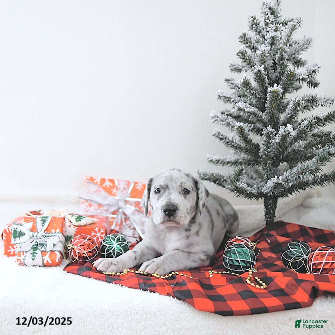 Great Dane dogs for sale: Iris - Ad 4