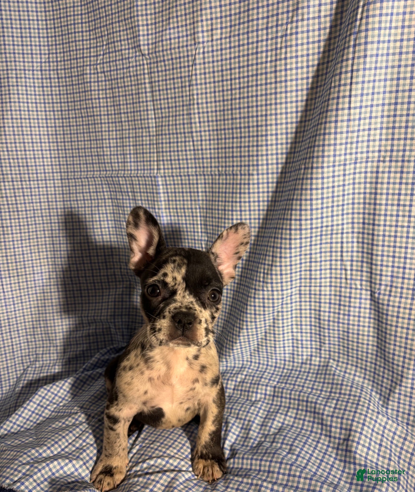 French Bulldog dogs French Bulldog Puppy 1 - Ad 17