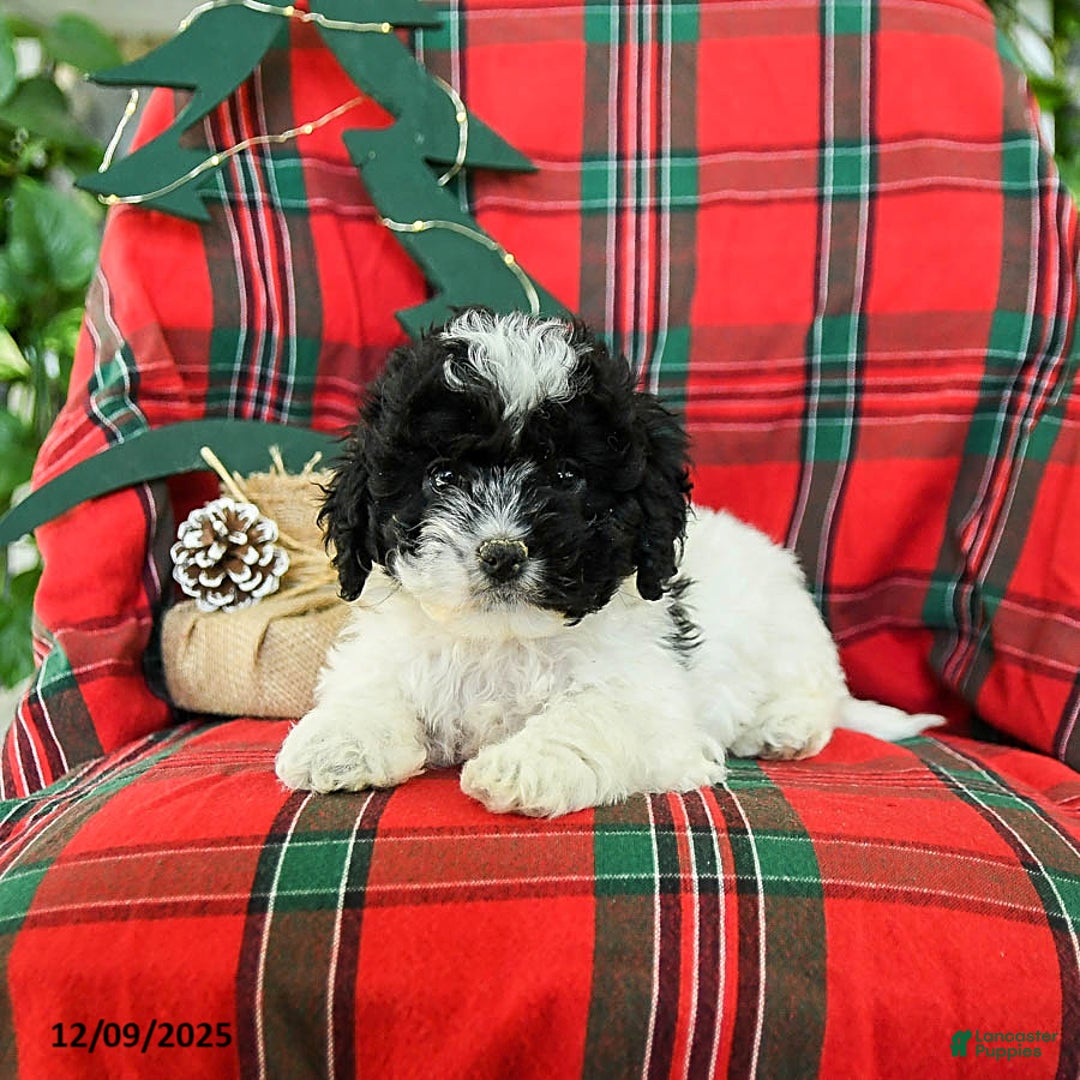 Cockapoo dogs for sale: Sage - Ad 2