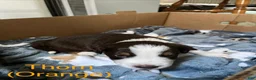 Australian Shepherd dogs for sale: Thorn - Ad 3