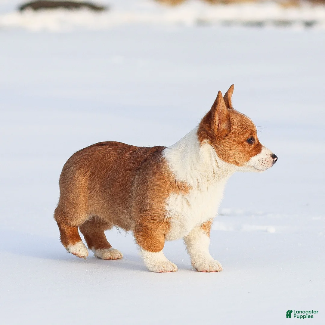 Welsh Corgi Pembroke dogs for sale: Kadin Welsh Corgi Pembroke - Ad 10