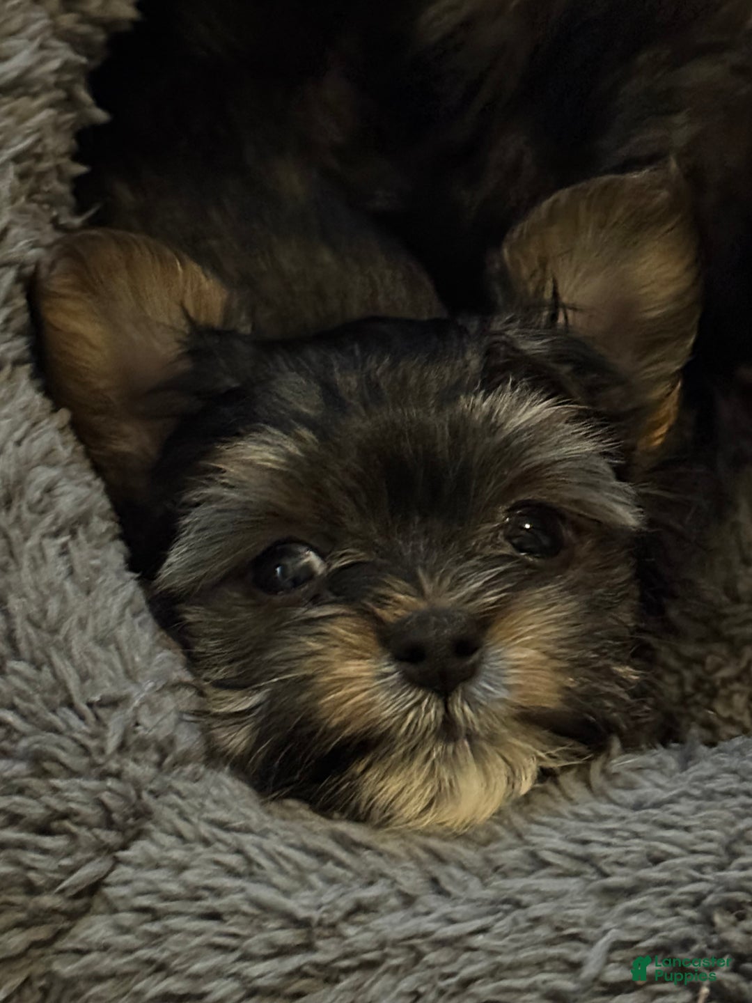 Yorkshire Terrier dogs for sale: Kyro - Ad 7
