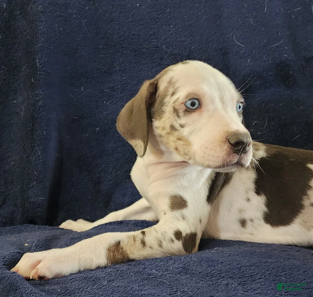 Catahoula Leopard Dog dogs for sale: Gabby F2025 M3 Catahoula puppy - Ad 25