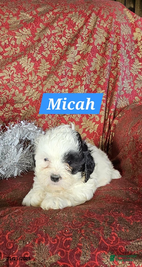 Shih Tzu dogs Micah - Ad 20