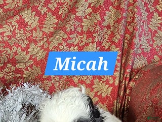 Shih Tzu dogs Micah - Ad 34