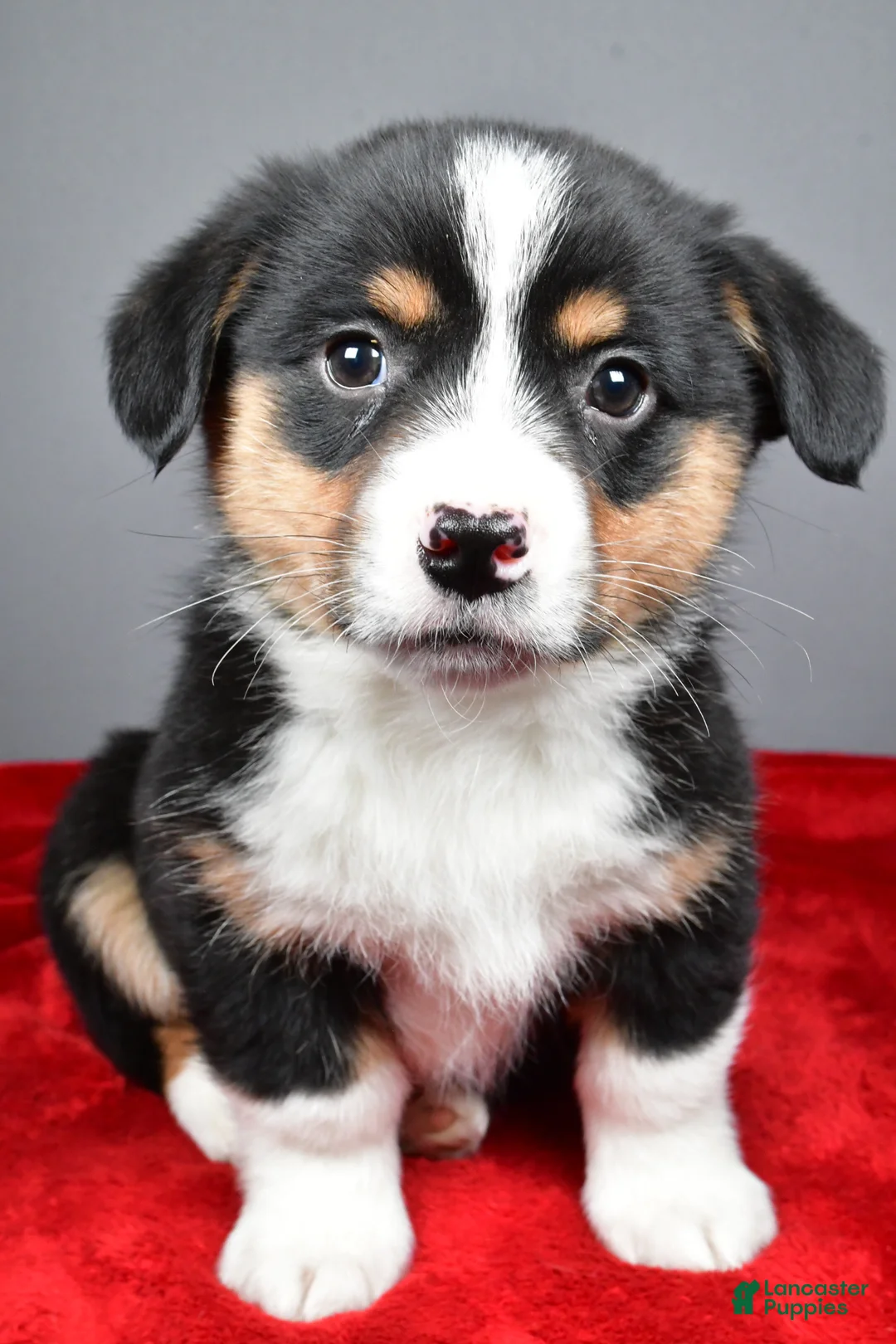 Mixed Breed dogs for sale: Bo - Ad 2