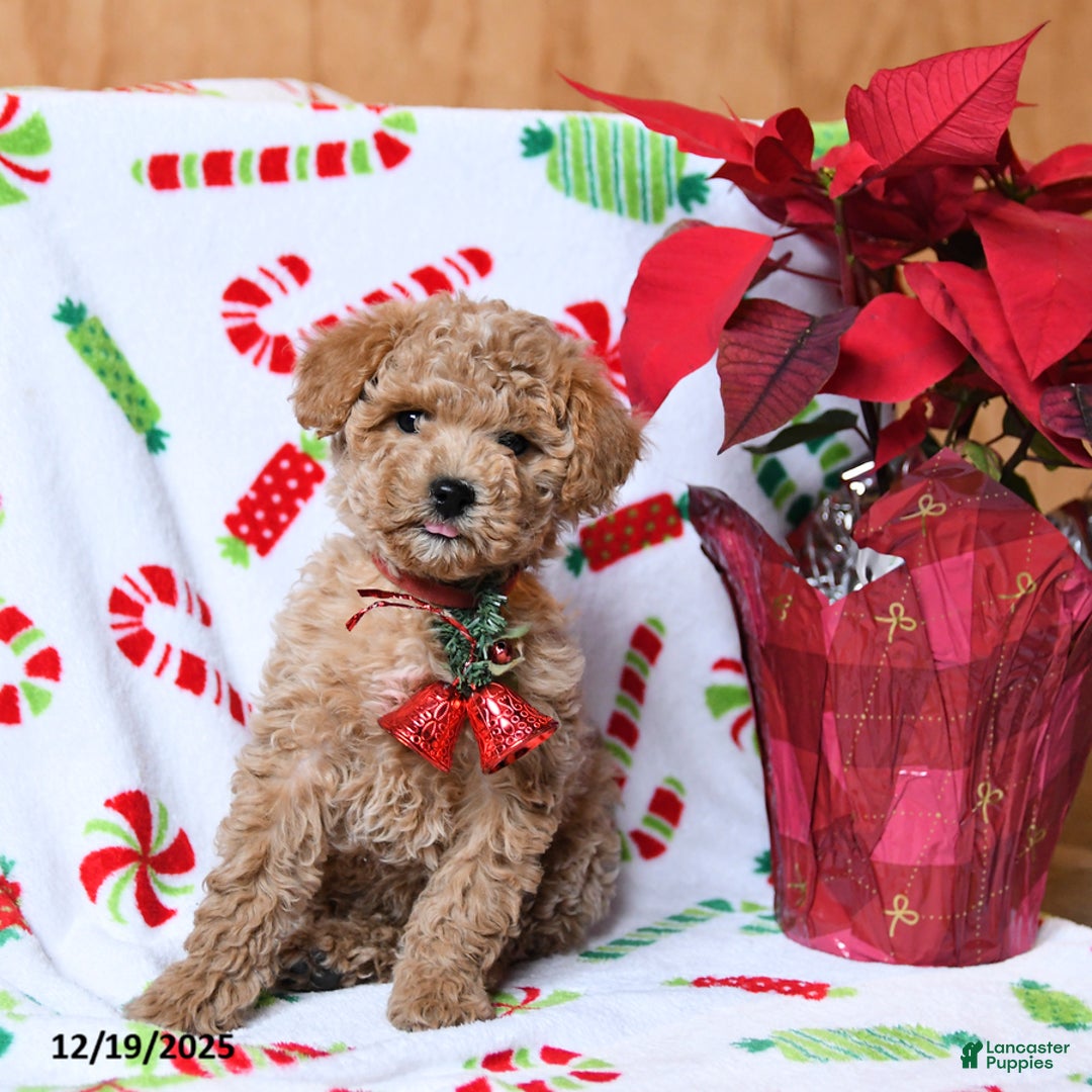 Maltipoo dogs for sale: Snowflake - Ad 1