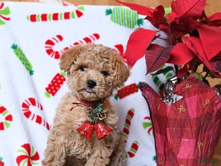 Maltipoo dogs Snowflake - Ad 30