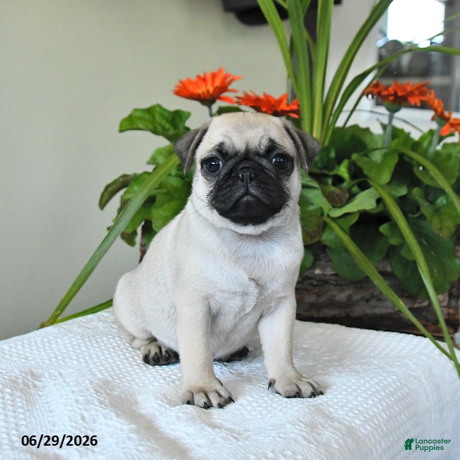 Pug dogs Teresa - Ad 1