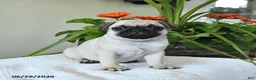 Pug dogs for sale: Teresa - Ad 1