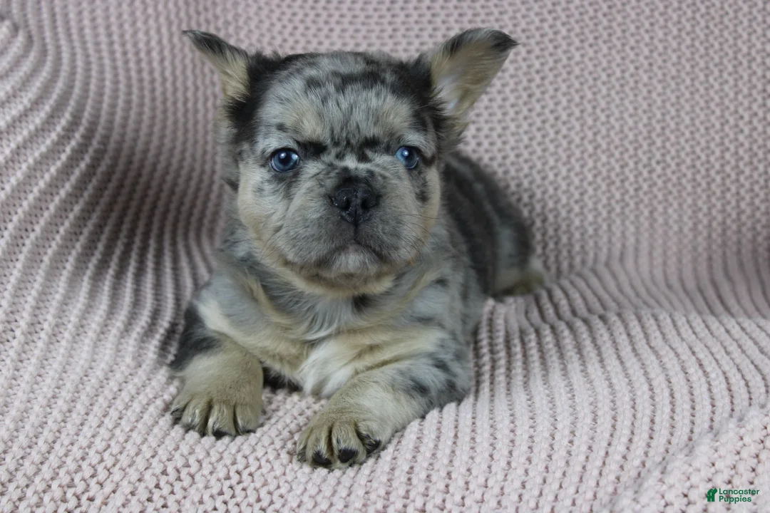 French Bulldog dogs for sale: Tommy - Ad 1