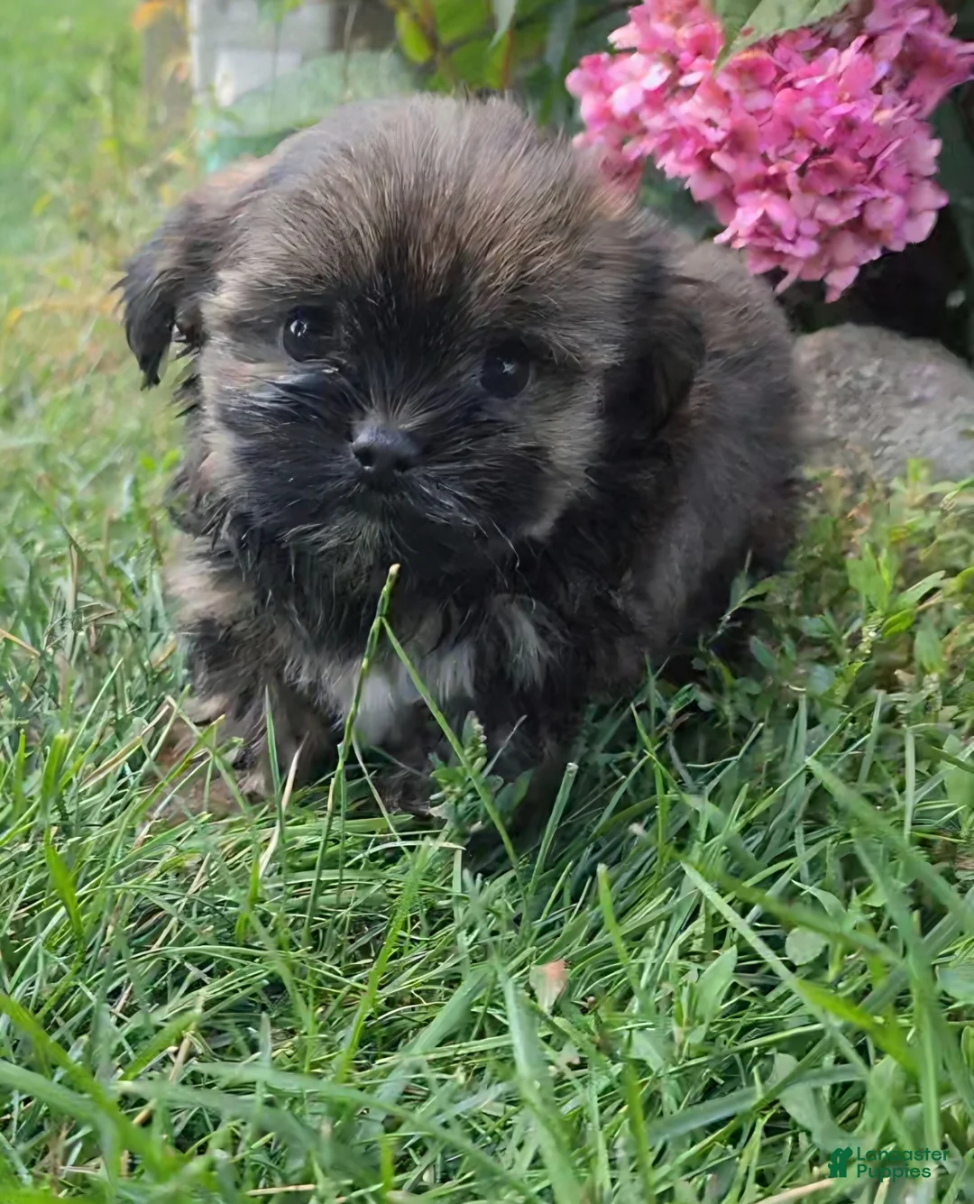 Shorkie dogs for sale: Tracy - Ad 1