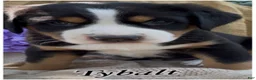 Greater Swiss Mountain Dog dogs for sale: AKC Tybalt - Ad 3