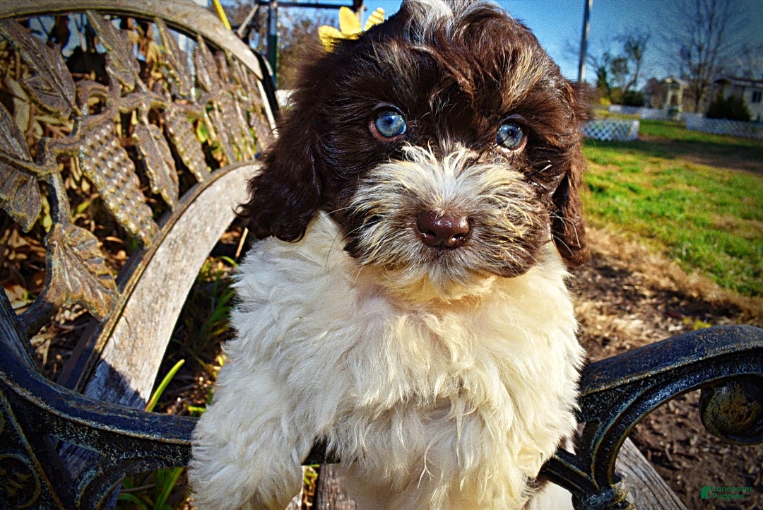 Havapoo dogs for sale: Precious - Ad 7