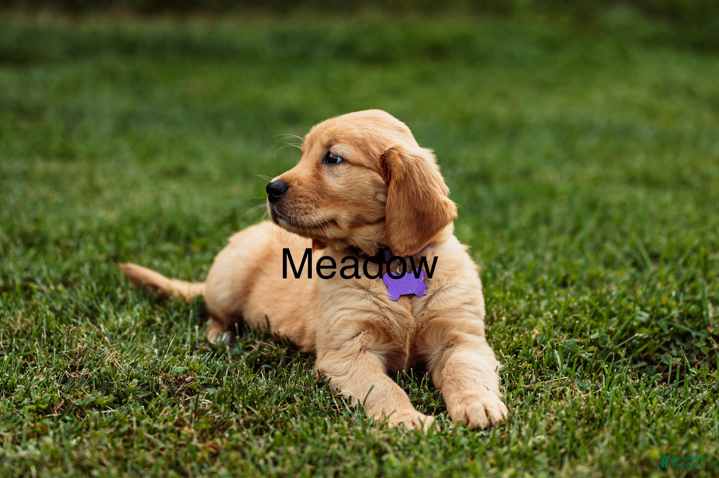Golden Retriever dogs Meadow - Ad 1