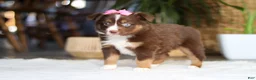 Australian Shepherd dogs for sale: Zinna - Ad 3