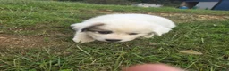 Great Pyrenees dogs for sale: Lily  - Ad 15