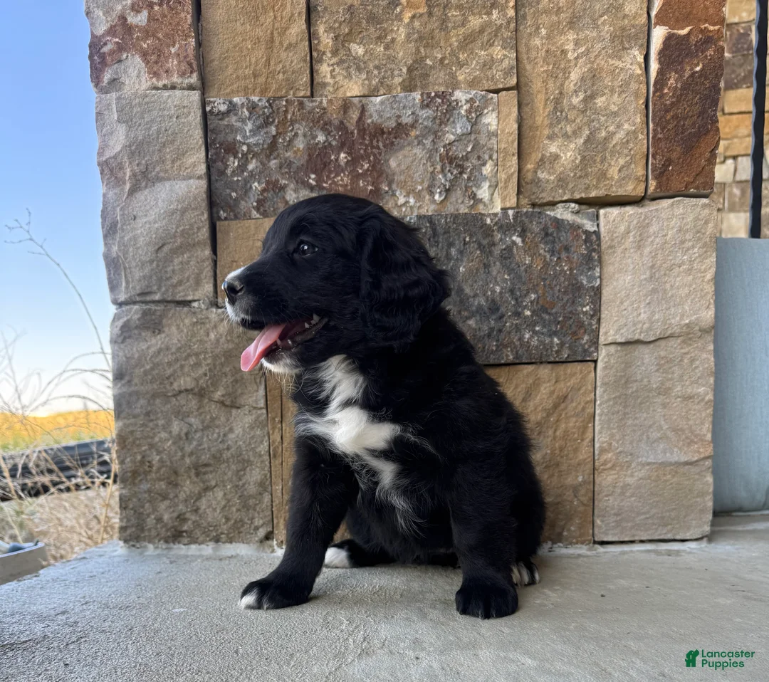 Mixed Breed dogs for sale: Coal - Ad 1