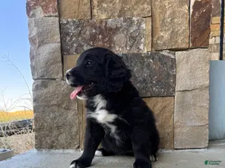 Mixed Breed dogs for sale: Coal - Ad 3