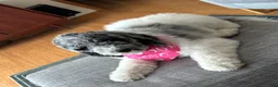 Bernedoodle dogs for sale: Cupcake - Ad 3