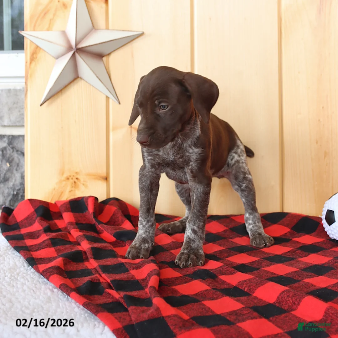 German Shorthaired Pointer dogs for sale: Dorah - Ad 4
