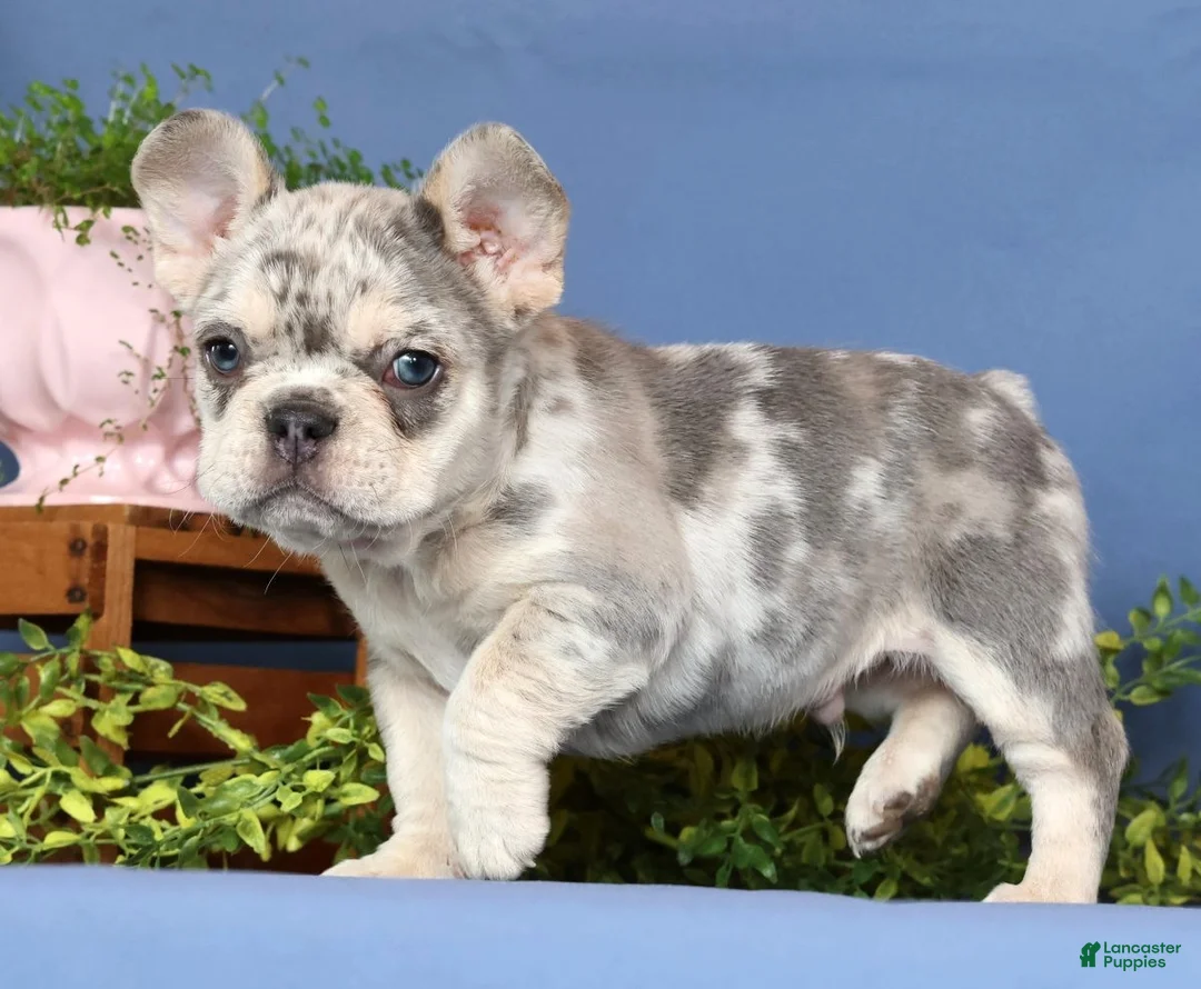French Bulldog dogs for sale: Romeo - Ad 10