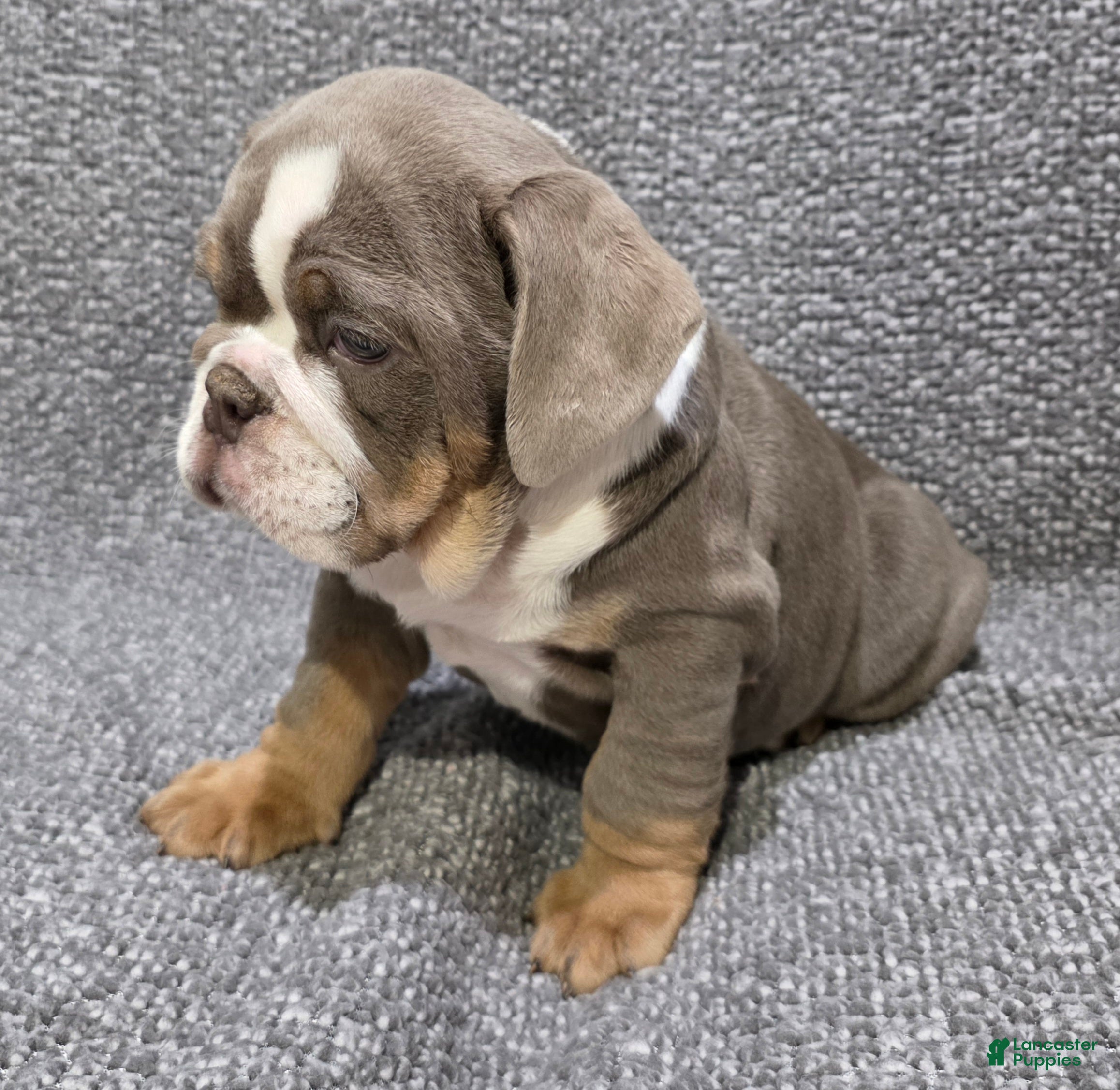 English Bulldog dogs Warfield - Ad 2