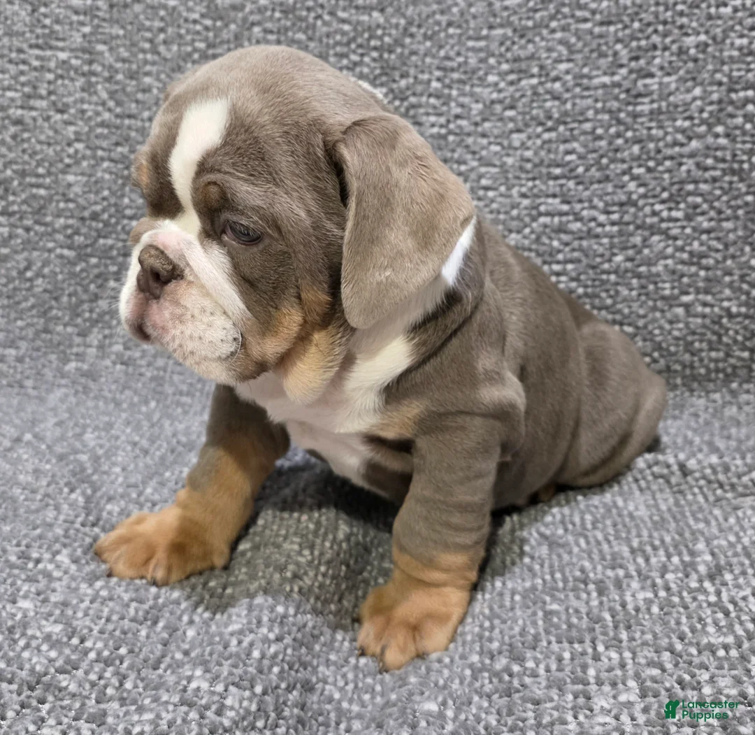 English Bulldog dogs for sale: Warfield - Ad 2