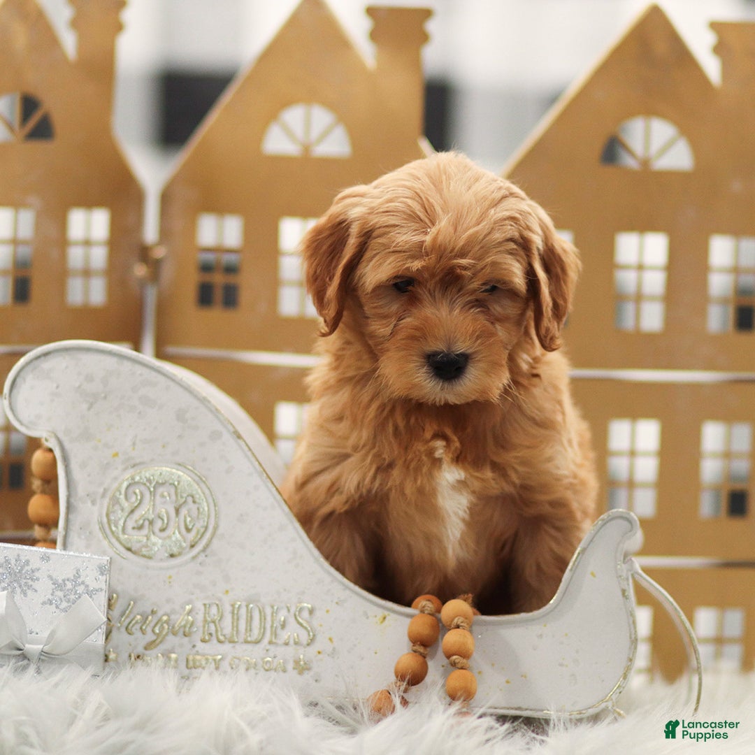 Goldendoodle dogs for sale: Levi - Ad 2