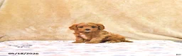 Cavapoo dogs for sale: Milo - Ad 1