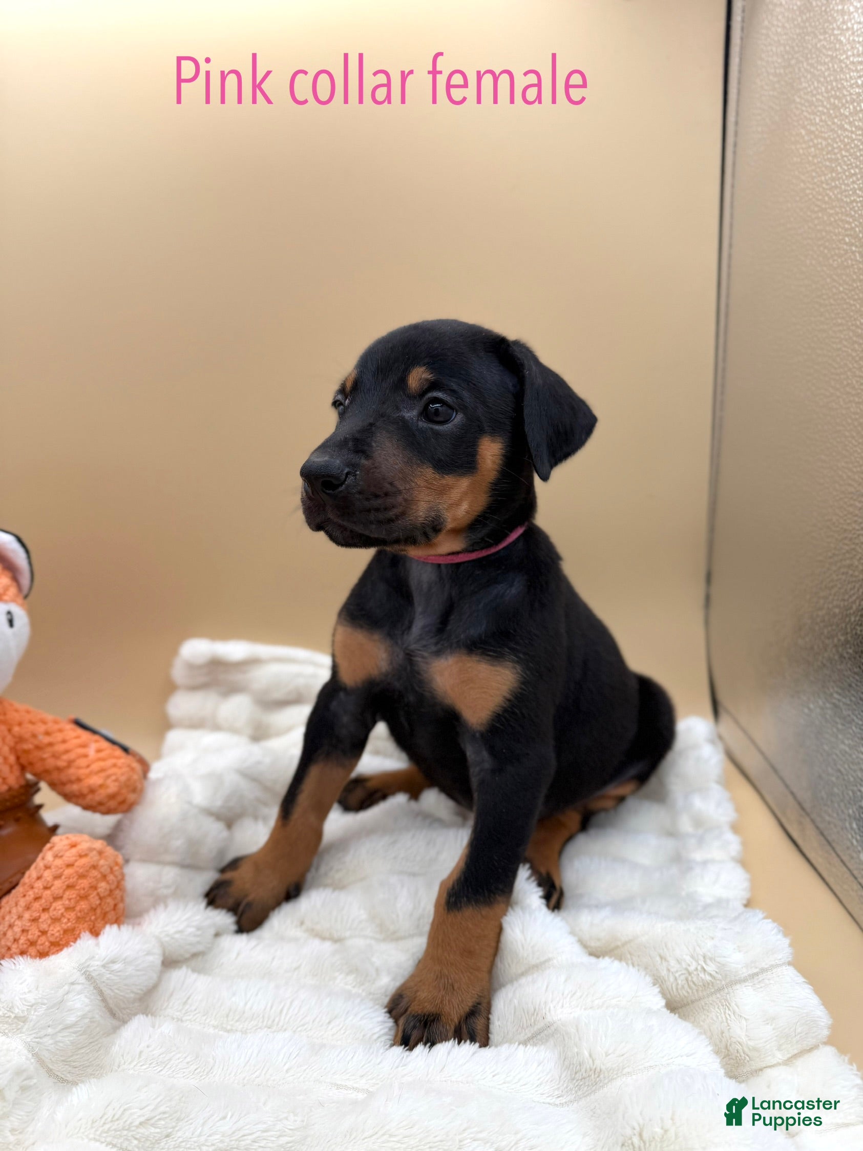 Doberman Pinscher dogs black/rust female pink collar 🩷 - Ad 2