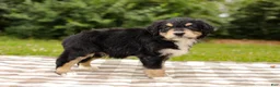 Aussiedoodle dogs for sale: Duke Standard Sized - Ad 6
