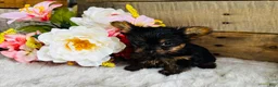Yorkshire Terrier dogs for sale: Roxie - Ad 11