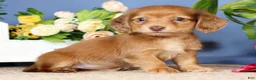 Miniature Dachshund dogs for sale: Erica - Ad 3