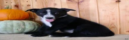 Mixed Breed dogs for sale: Bruno - Ad 5