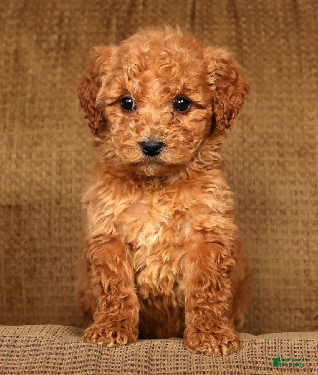Mini Goldendoodle dogs for sale: Laina - Ad 7