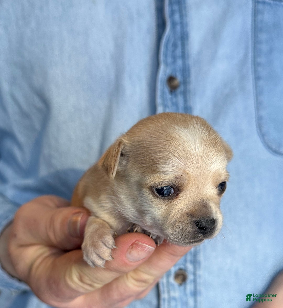 Chihuahua dogs for sale: Christmas  - Ad 5