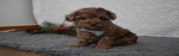 Toy Poodle dogs for sale: Toy Poodle Puppy 1 - Ad 5