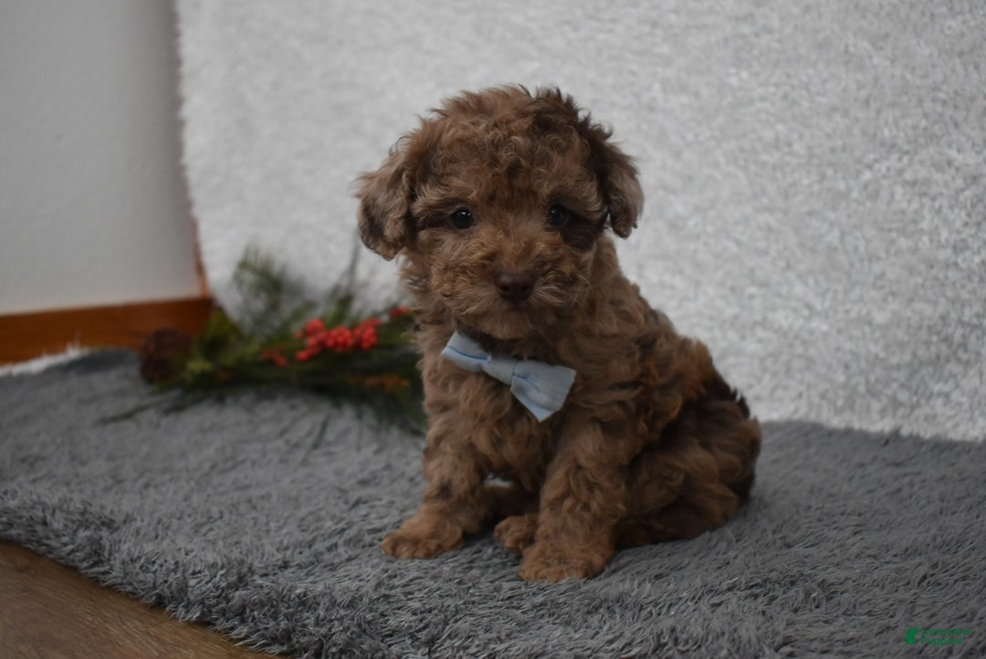 Toy Poodle dogs for sale: Toy Poodle Puppy 1 - Ad 5