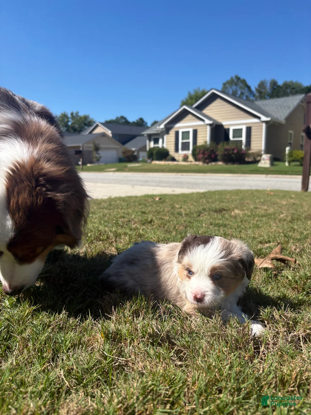 Miniature Australian Shepherd dogs for sale: Miniature Australian Shepherd 6 - Ad 2