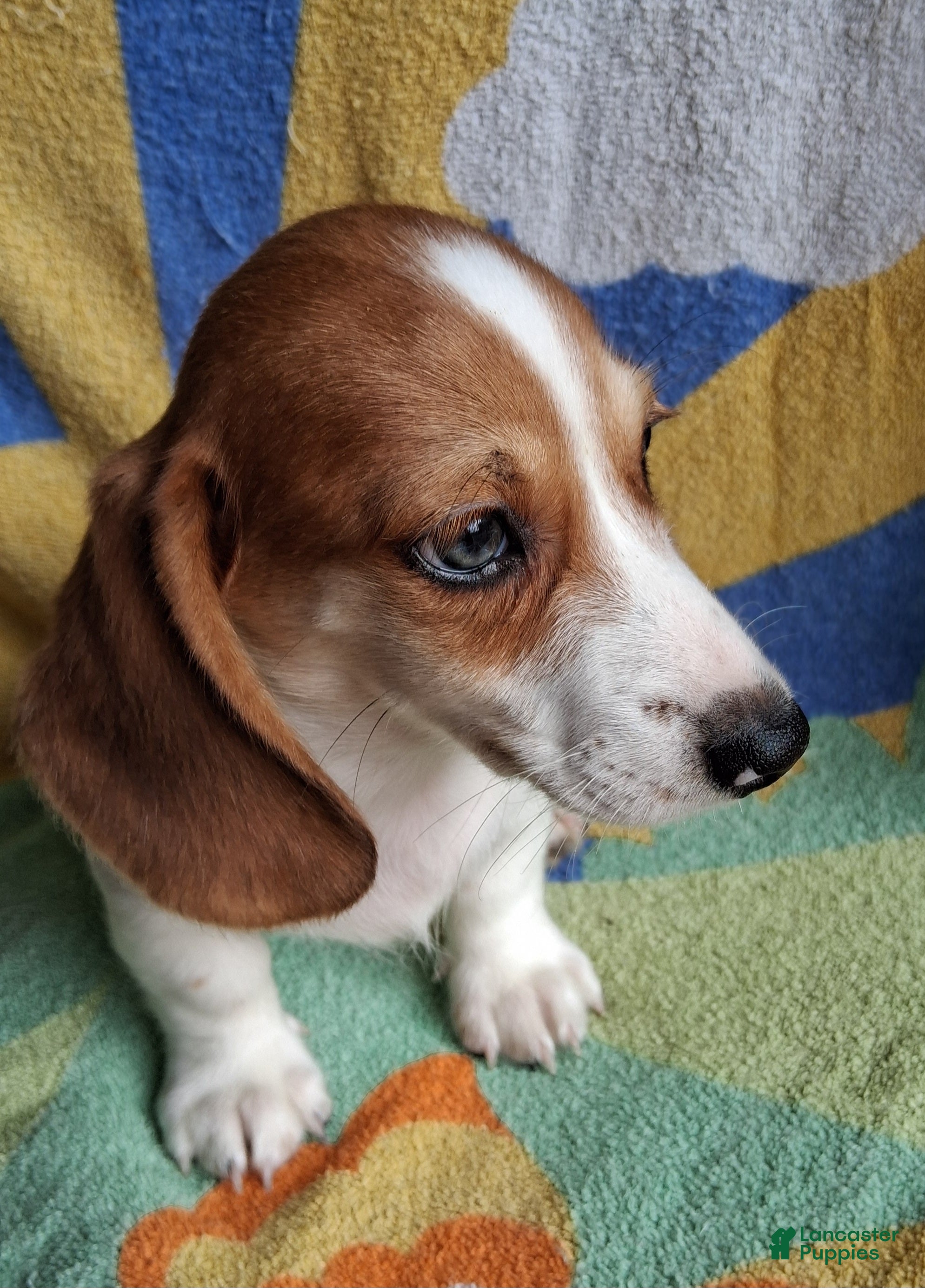 Miniature Dachshund dogs Winstone is a a  - Ad 2