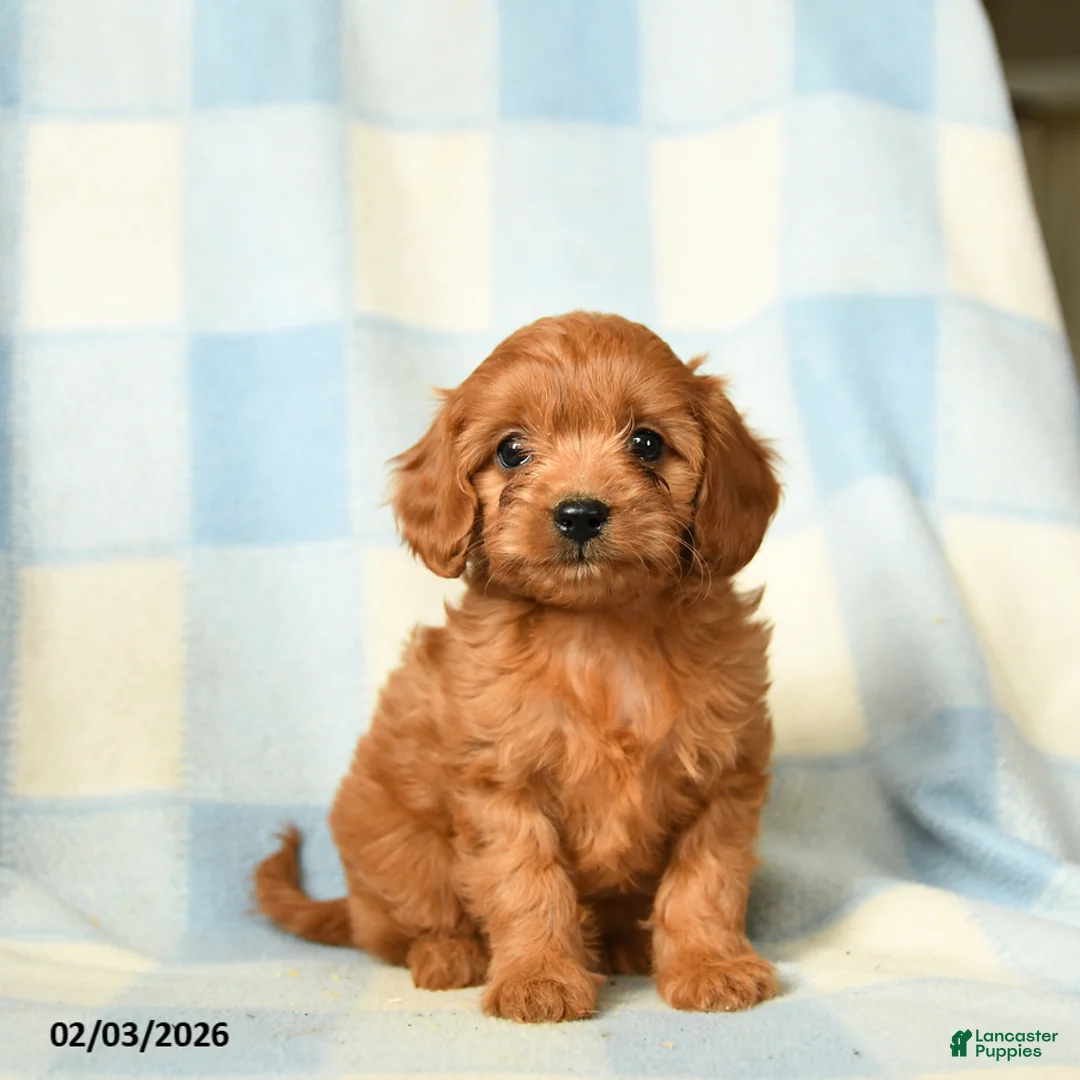 Cavapoo dogs for sale: Charlotte - Ad 1